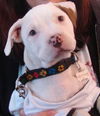 Snoopy