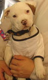 Snoopy