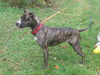 Lucy URGENT