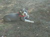 Starling n/Remi