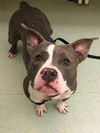 Graysie /n Piglet