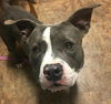 Graysie /n Piglet