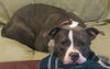 Graysie /n Piglet