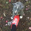 Louis