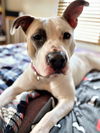 Evie