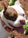 Lucy