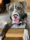 Luca