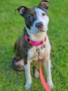 Stella