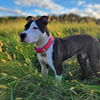 Stella