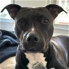 adoptable Dog in , MA named Maggie
