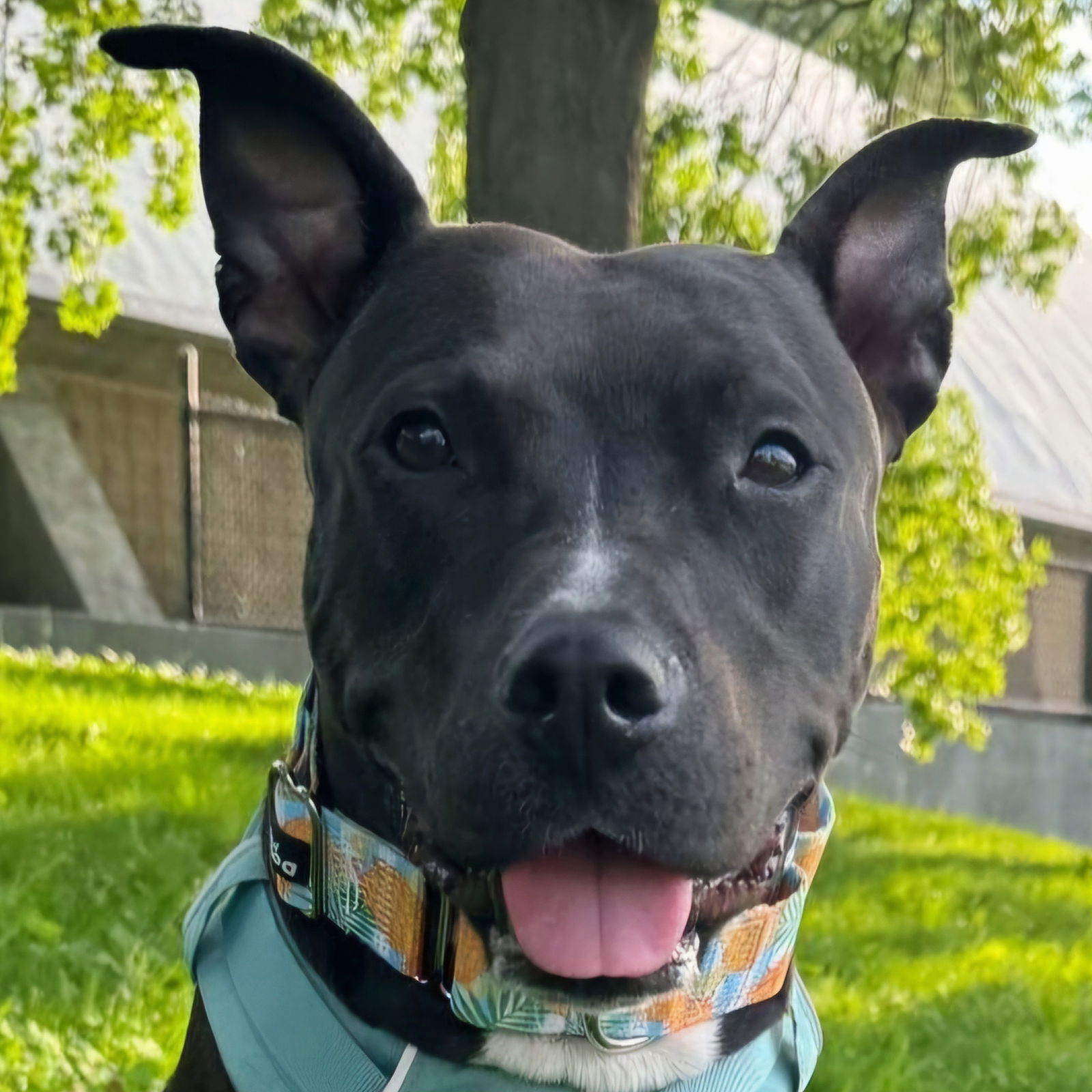 adoptable Dog in Framingham, MA named Maggie