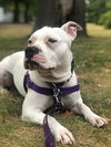 Lola