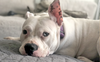 Lola