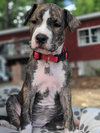 Phoebe