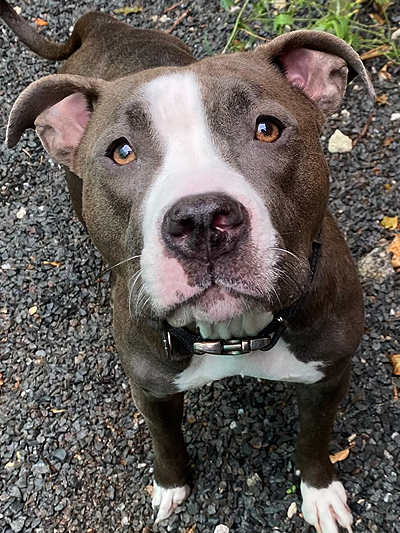 Dog For Adoption - Dolly Parton, A Pit Bull Terrier In Boston, Ma 