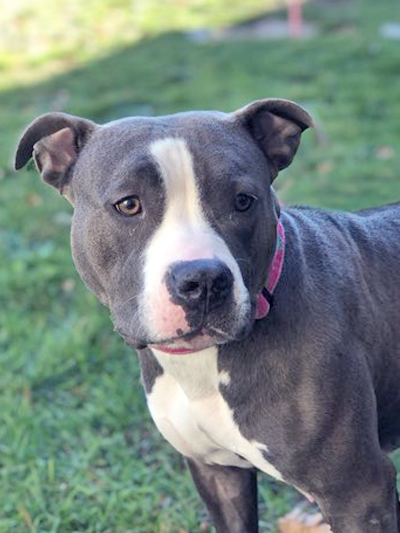 Dog for Adoption - Dolly Parton, a Pit Bull Terrier in Boston, MA ...