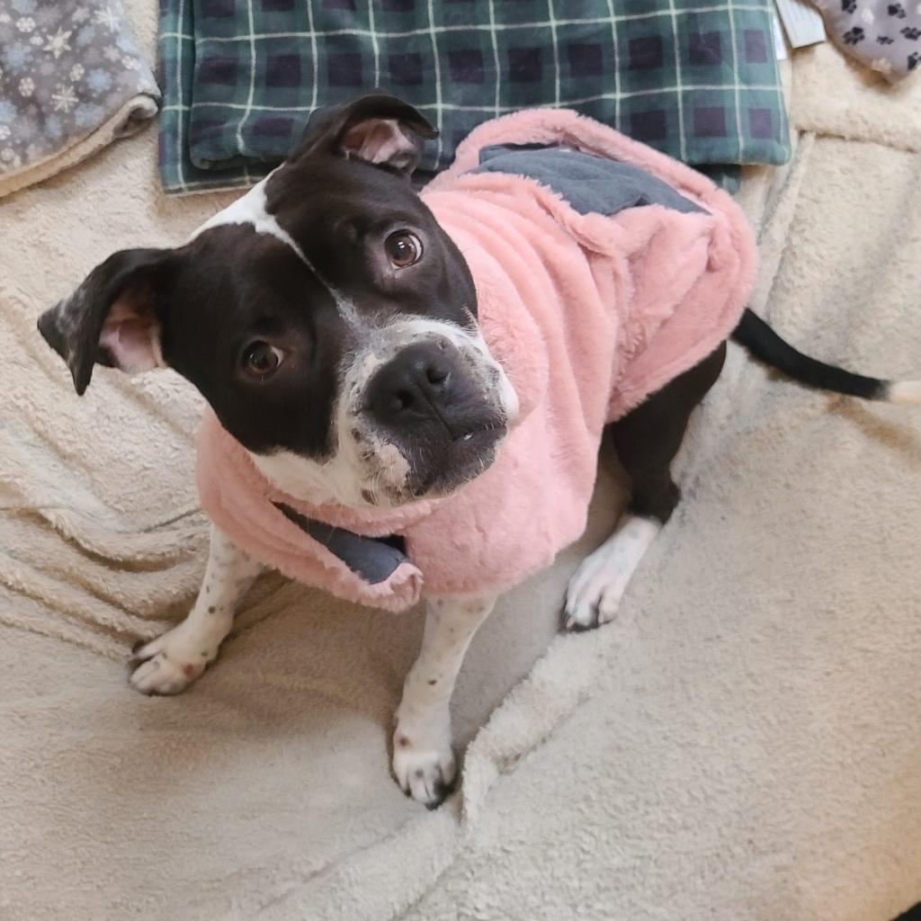 Dog for Adoption - Martha, a Pit Bull Terrier in Everett, MA | Alpha Paw