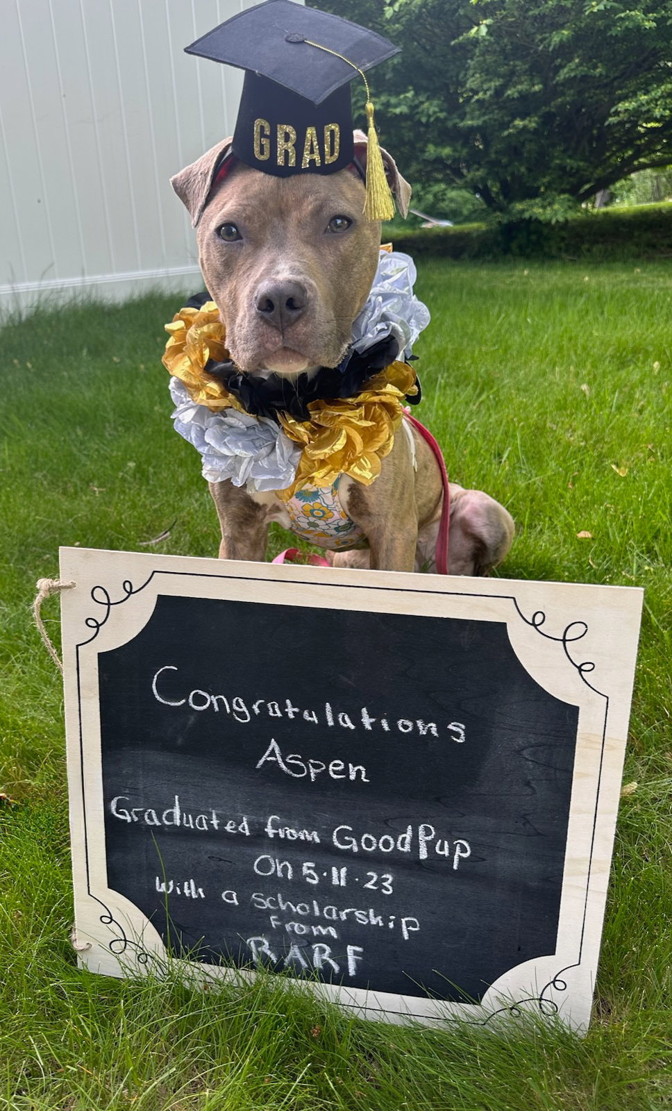 Dog for Adoption Aspen, a Pit Bull Terrier in Easton, MA Alpha Paw