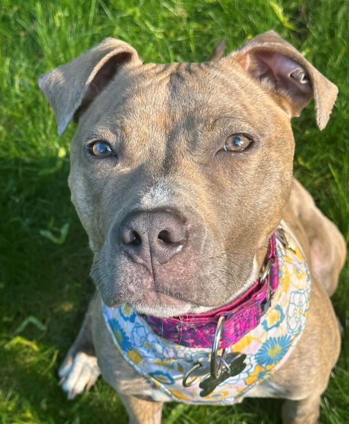 Dog for Adoption Aspen, a Pit Bull Terrier in Easton, MA Alpha Paw