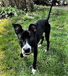 Midge