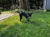 Midge