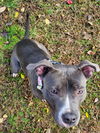 Lola