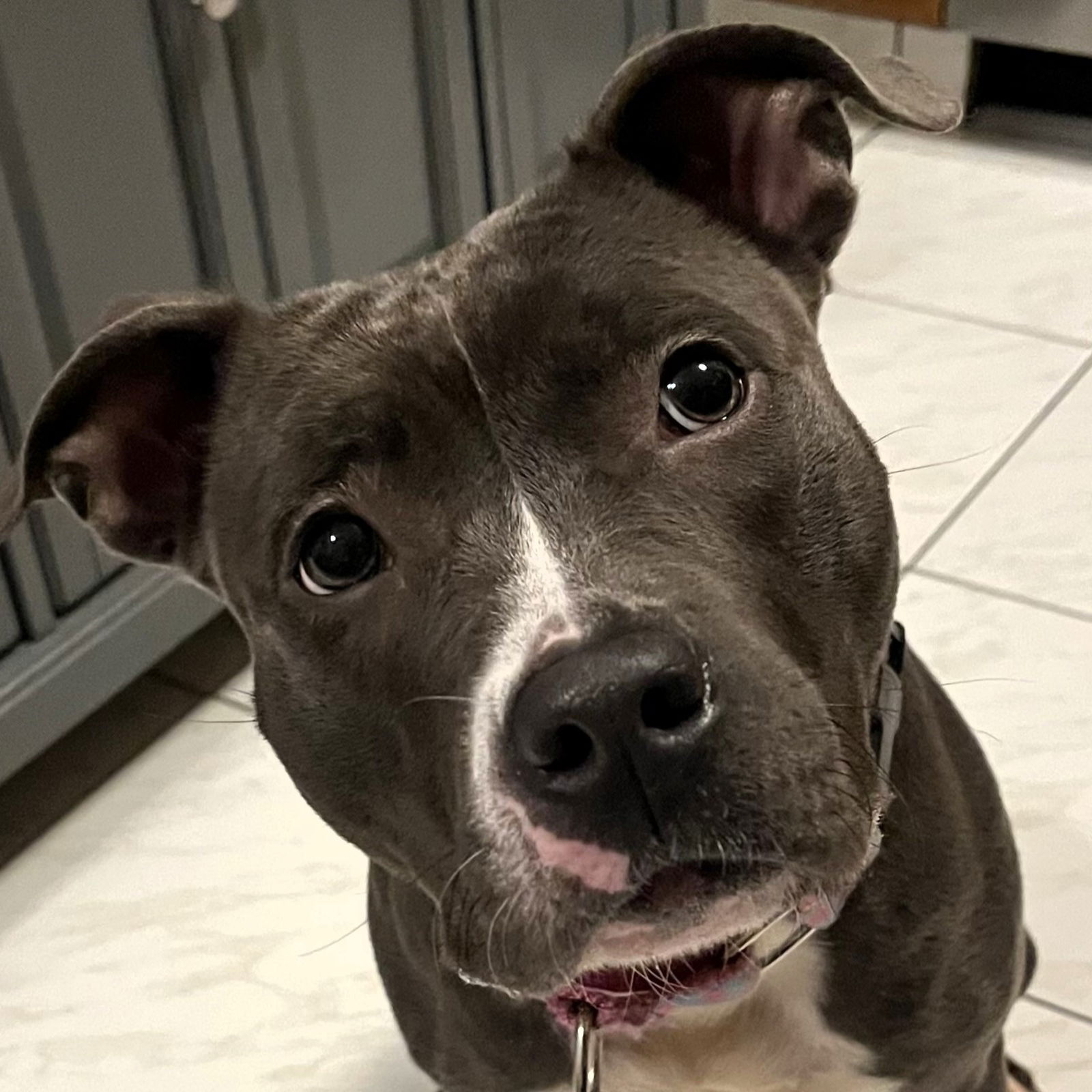 Dog for Adoption - Zoe, a Pit Bull Terrier in Tyngsboro, MA | Alpha Paw