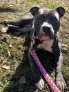 Lola