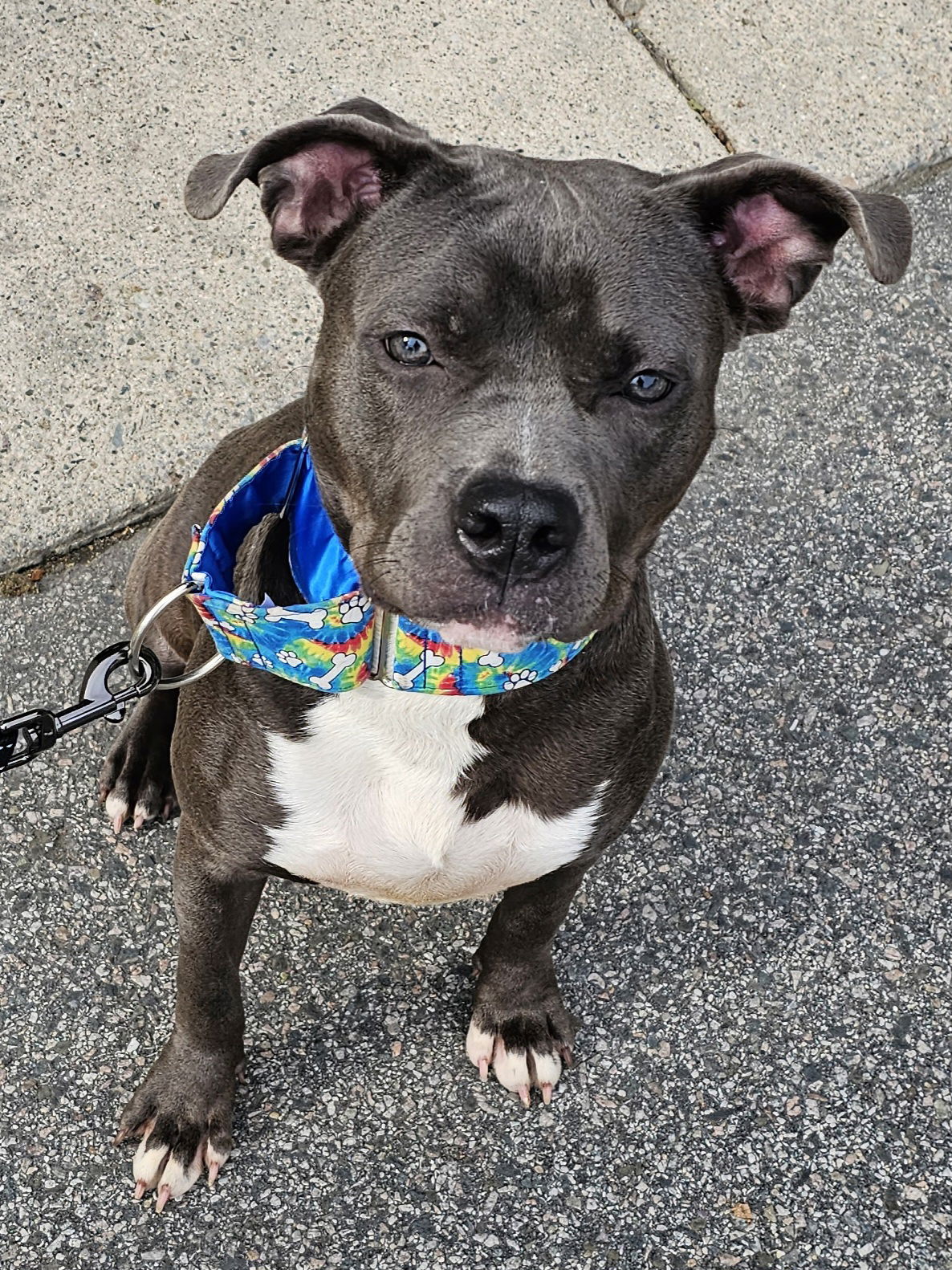 Dog for Adoption - Seal, a Pit Bull Terrier in Nahant, MA | Alpha Paw