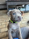 Josie