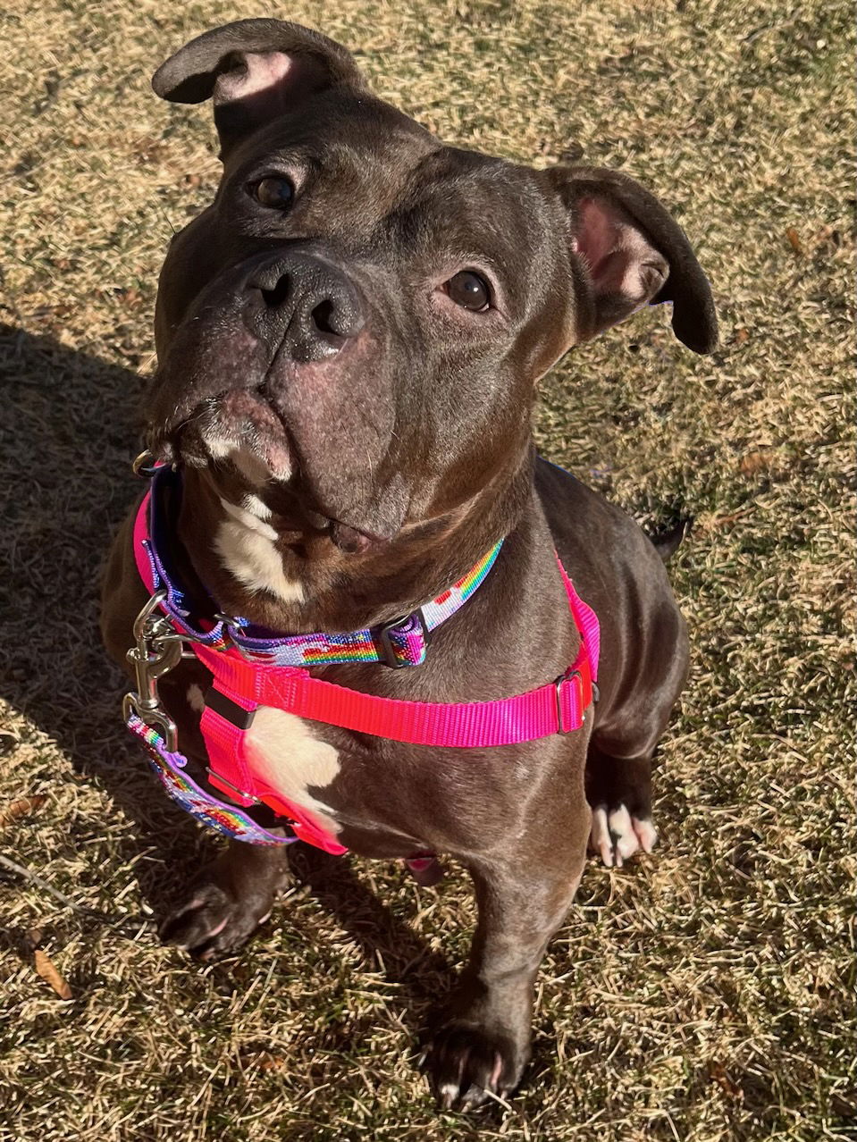 Dog for Adoption - Hana, a Pit Bull Terrier in Winchester, MA | Alpha Paw