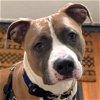 adoptable Dog in , MA named Ralph