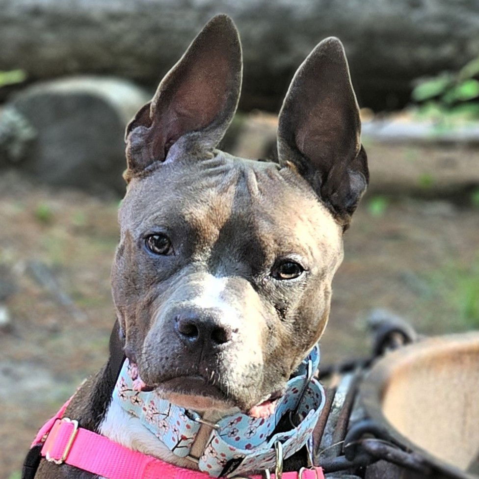 adoptable Dog in Framingham, MA named Dove