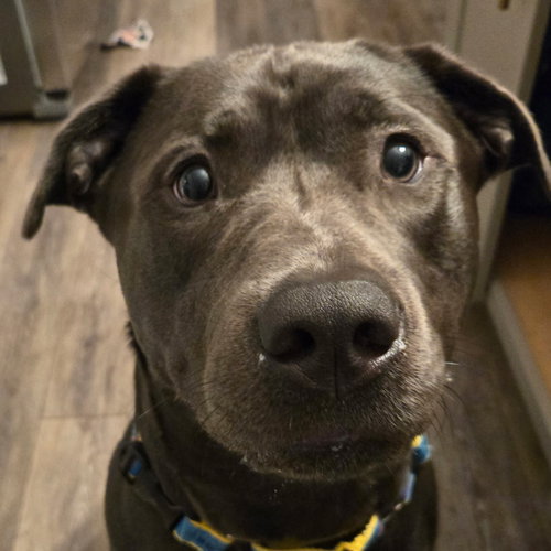 MAVERICK - Labrador Retriever / Pit Bull Terrier available for adoption