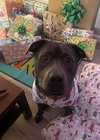 Maverick - Photo 4