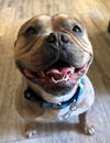 Yoda
