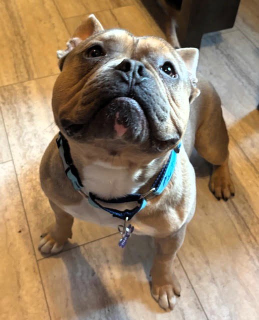 Yoda