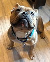 Yoda