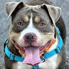 adoptable Dog in , MA named Viviana