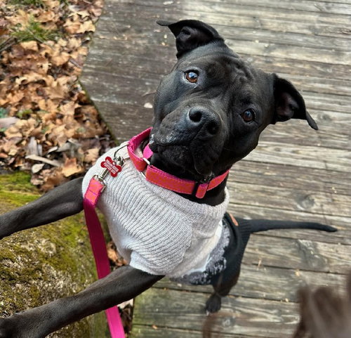 SERENA - Pit Bull Terrier available for adoption