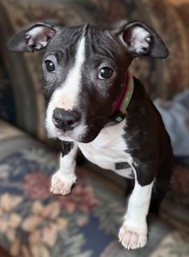 AVA - Pit Bull Terrier available for adoption