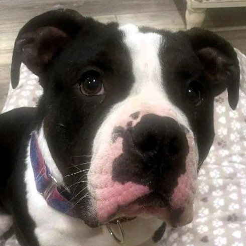picture of the dog needing adoption