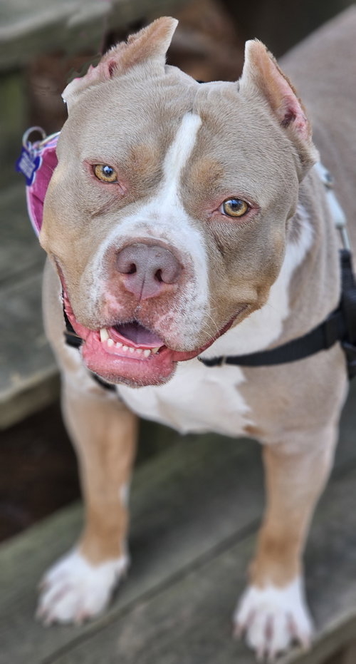 picture of the dog needing adoption