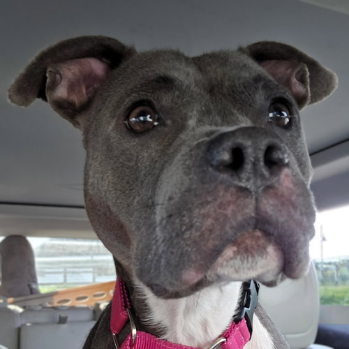 RAIN - Pit Bull Terrier available for adoption