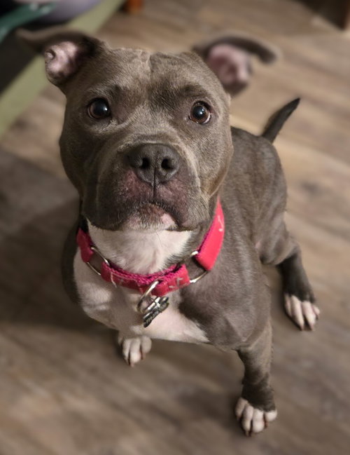 RAIN - Pit Bull Terrier available for adoption