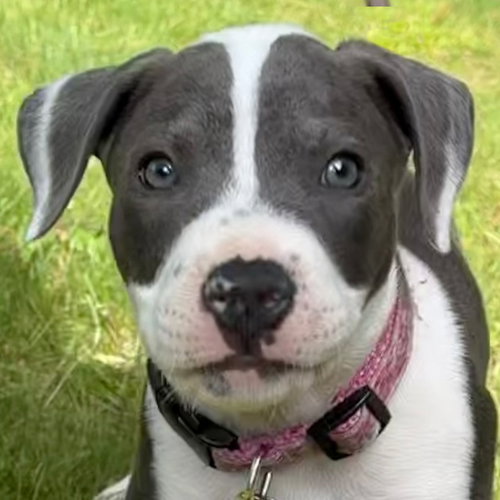 Sapphire, an adoptable Pit Bull Terrier in Framingham, MA