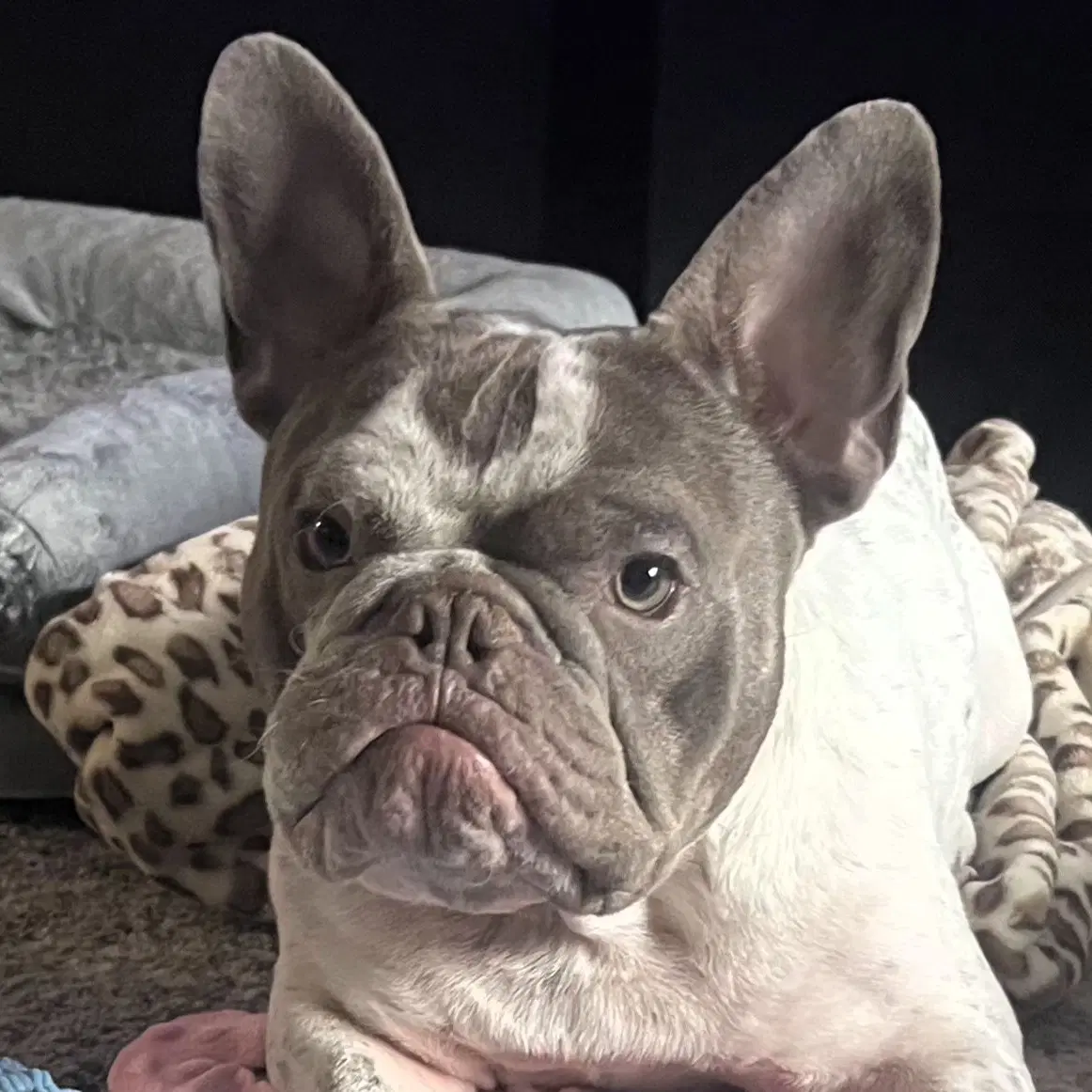 Giuseppe - French Bulldog