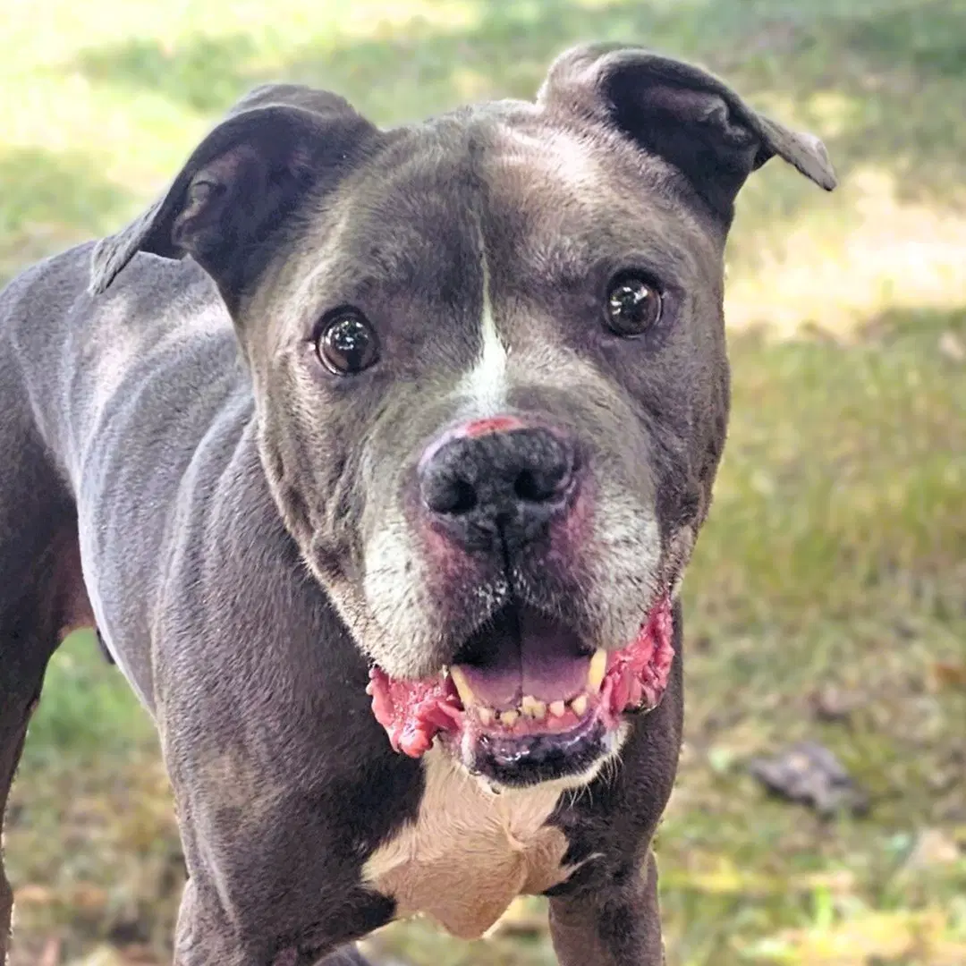 Jacksoon - Pit Bull Terrier