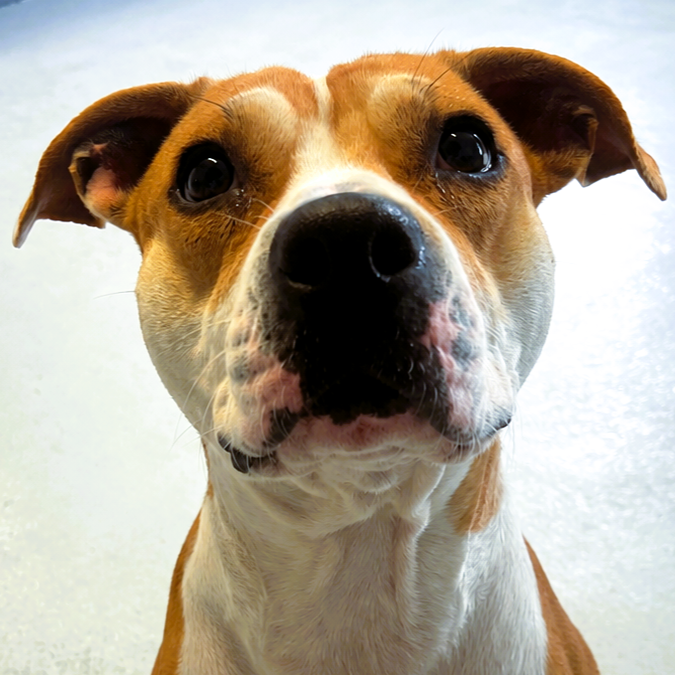 Lady Lou, Pit Bull Terrier