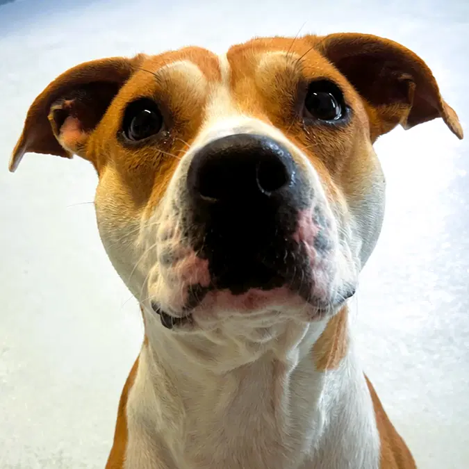 Lady Lou - Pit Bull Terrier